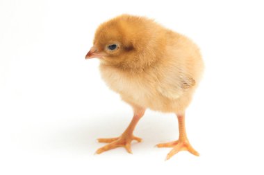 Yeni doğmuş kahverengi Chick Ayam Kampung, Endonezya 'dan bildirilen tavuk cinsidir. 'Serbest-çiftlik tavuğu' veya 'köy tavuğu' (Gallus domesticus). Siyah arkaplanda izole