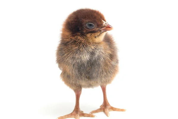 Chick Ayam Kampung Marrón Recién Nacido Raza Pollo Reportada Desde —  Fotos de Stock