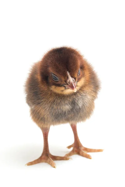 Новорожденный Коричневый Chick Ayam Kampung Является Куриная Порода Сообщили Индонезии — стоковое фото