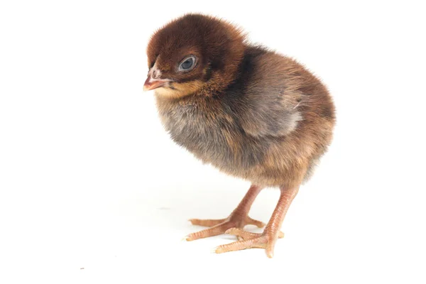 Chick Ayam Kampung 인도네시아에서 품종이다 그대로 Gallus Domticus 입니다 배경에 — 스톡 사진