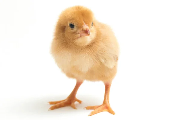 Newborn Brown Chick Ayam Kampung Chicken Breed Reported Indonesia Free — Stock Photo, Image