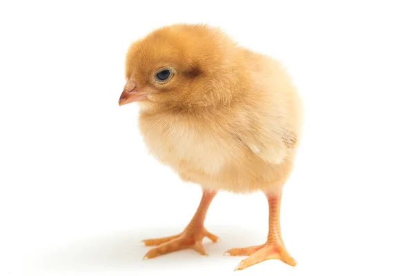 Newborn Brown Chick Ayam Kampung Chicken Breed Reported Indonesia Free — Stock Photo, Image