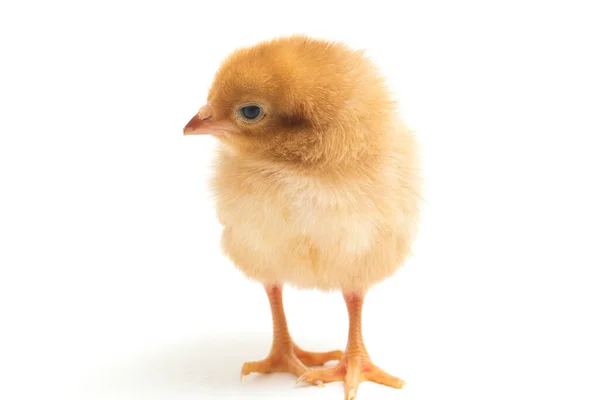 Newborn Brown Chick Ayam Kampung Chicken Breed Reported Indonesia Free — Stock Photo, Image