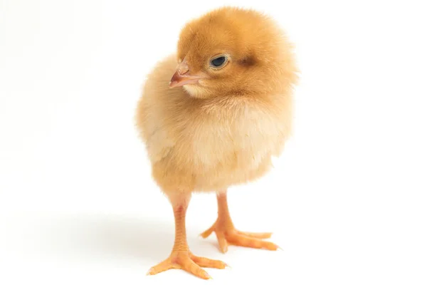 Newborn Brown Chick Ayam Kampung Chicken Breed Reported Indonesia Free — Stock Photo, Image