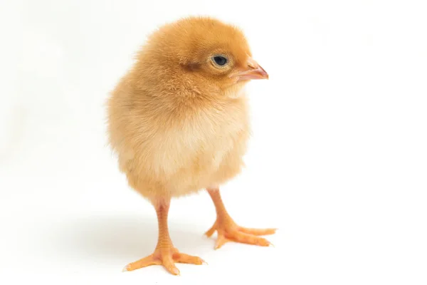 Newborn Brown Chick Ayam Kampung Chicken Breed Reported Indonesia Free — Stock Photo, Image