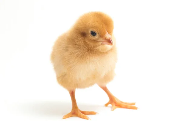 Newborn Brown Chick Ayam Kampung Chicken Breed Reported Indonesia Free — Stock Photo, Image