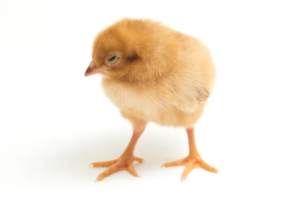 Newborn Brown Chick Ayam Kampung Chicken Breed Reported Indonesia Free — Stock Photo, Image