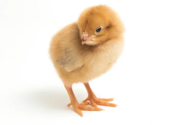 Newborn Brown Chick Ayam Kampung Chicken Breed Reported Indonesia Free — Stock Photo, Image