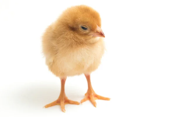 Newborn Brown Chick Ayam Kampung Chicken Breed Reported Indonesia Free — Stock Photo, Image