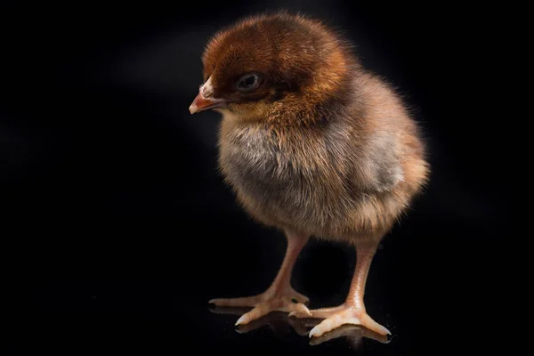 Noworodka Brązowy Chick Ayam Kampung Jest Rasa Kurczaka Zgłoszone Indonezji — Zdjęcie stockowe