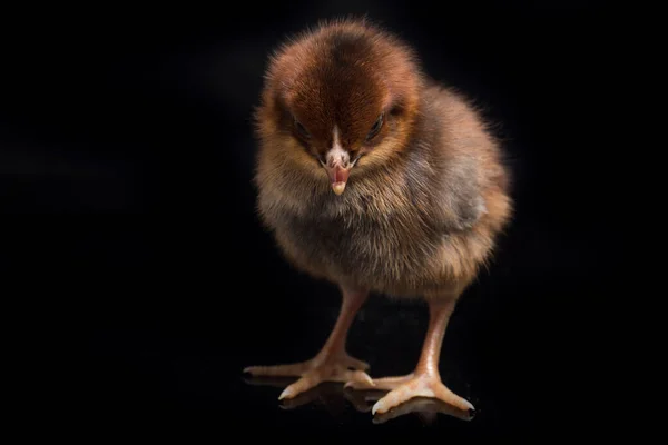 Novorozené Hnědé Kuře Ayam Kampung Kuřecí Plemeno Hlášené Indonésie Kuřata — Stock fotografie