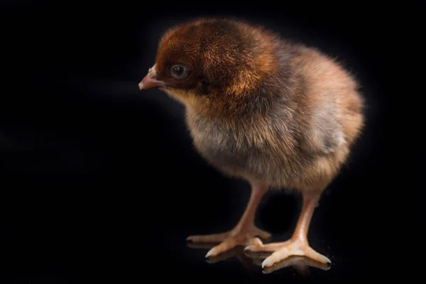 Pintinho Marrom Recém Nascido Ayam Kampung Raça Galinha Relatada Indonésia — Fotografia de Stock