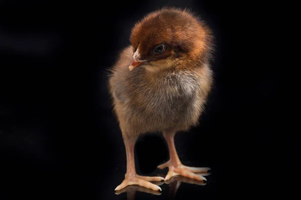 Egy Újszülött Barna Chick Ayam Kampung Csirke Fajta Jelentett Indonéziából — Stock Fotó