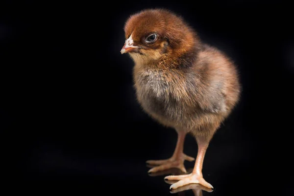 Pintinho Marrom Recém Nascido Ayam Kampung Raça Galinha Relatada Indonésia — Fotografia de Stock