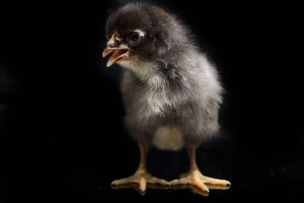 Chick Ayam Kampung Negro Recién Nacido Raza Pollo Reportada Desde — Foto de Stock