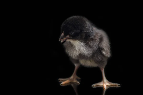 Newborn Black Chick Ayam Kampung Chicken Breed Reported Indonesia Free — Stock Photo, Image