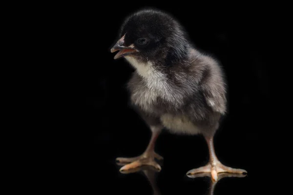 Noworodek Czarny Chick Ayam Kampung Jest Rasa Kurczaka Zgłoszone Indonezji — Zdjęcie stockowe