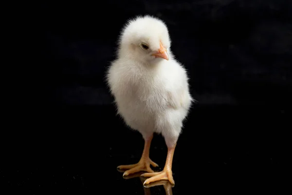 Pintinho Recém Nascido Ayam Kampung Raça Galinha Relatada Indonésia Nome — Fotografia de Stock