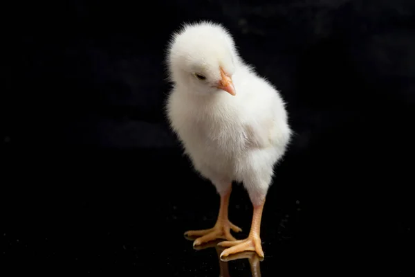 Pintinho Recém Nascido Ayam Kampung Raça Galinha Relatada Indonésia Nome — Fotografia de Stock