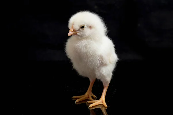 Newborn Chick Ayam Kampung Chicken Breed Reported Indonesia Name Means — Stock Photo, Image