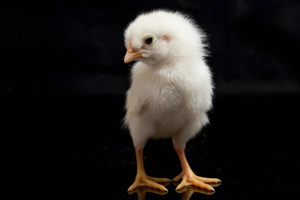 Een Pasgeboren Chick Ayam Kampung Het Kippenras Uit Indonesië Naam — Stockfoto