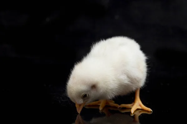 Poussin Nouveau Ayam Kampung Est Race Poulet Rapportée Indonésie Nom — Photo