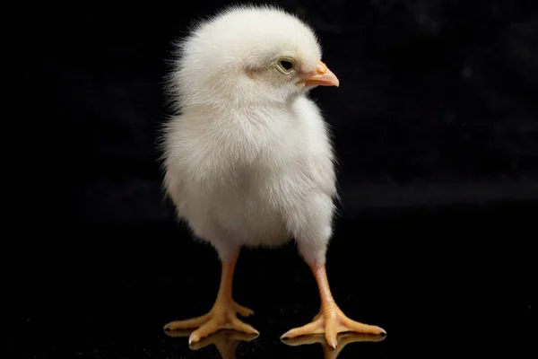 Ένα Νεογέννητο Chick Ayam Kampung Είναι Φυλή Κοτόπουλου Που Αναφέρεται — Φωτογραφία Αρχείου