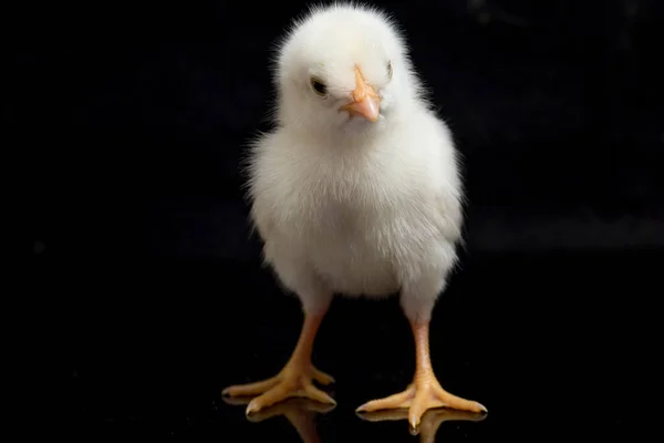 Een Pasgeboren Chick Ayam Kampung Het Kippenras Uit Indonesië Naam — Stockfoto