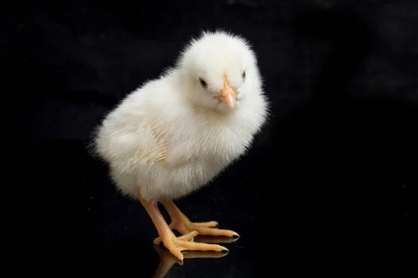 Pintinho Recém Nascido Ayam Kampung Raça Galinha Relatada Indonésia Nome — Fotografia de Stock