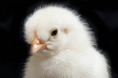 Yeni doğan Ayam Kampung, Endonezya 'dan bildirilen tavuk cinsidir. İsim basitçe 'serbest tavuk' ya da 'köy tavuğu' Gallus domesticus anlamına geliyor. Siyah arkaplanda izole