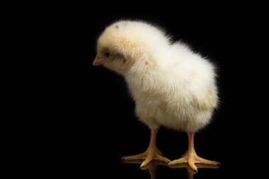 Yeni doğan Ayam Kampung, Endonezya 'dan bildirilen tavuk cinsidir. İsim basitçe 'serbest tavuk' ya da 'köy tavuğu' Gallus domesticus anlamına geliyor. Siyah arkaplanda izole