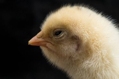 Yeni doğan Ayam Kampung, Endonezya 'dan bildirilen tavuk cinsidir. İsim basitçe 'serbest tavuk' ya da 'köy tavuğu' Gallus domesticus anlamına geliyor. Siyah arkaplanda izole