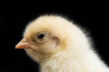 Yeni doğan Ayam Kampung, Endonezya 'dan bildirilen tavuk cinsidir. İsim basitçe 'serbest tavuk' ya da 'köy tavuğu' Gallus domesticus anlamına geliyor. Siyah arkaplanda izole