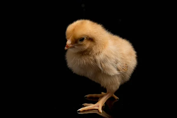 Chick Ayam Kampung Yang Baru Lahir Adalah Ras Ayam Yang — Stok Foto