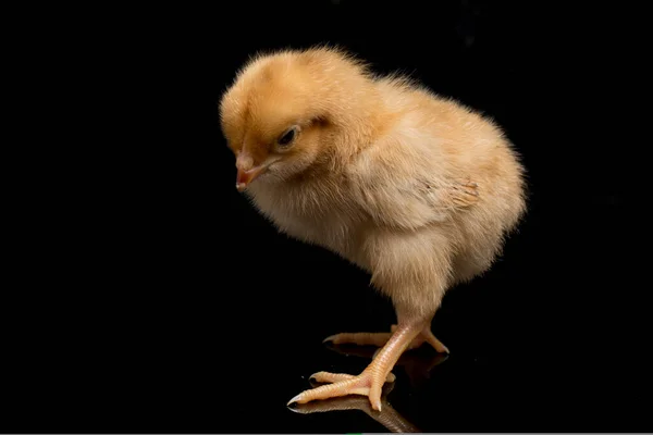 Nyfödd Brun Chick Ayam Kampung Kyckling Rasen Rapporteras Från Indonesien — Stockfoto