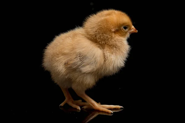 Chick Ayam Kampung 인도네시아에서 품종이다 그대로 Gallus Domticus 입니다 배경에 — 스톡 사진