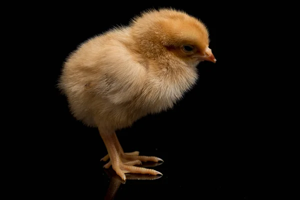 Ένα Νεογέννητο Καφέ Chick Ayam Kampung Είναι Φυλή Κοτόπουλου Που — Φωτογραφία Αρχείου