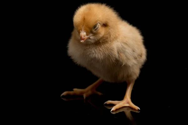 Pintinho Marrom Recém Nascido Ayam Kampung Raça Galinha Relatada Indonésia — Fotografia de Stock