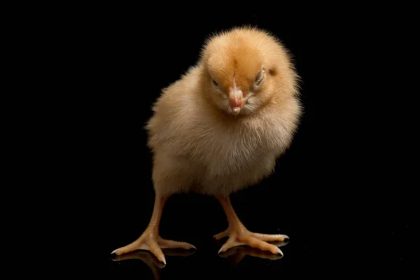 Een Pasgeboren Bruine Chick Ayam Kampung Het Kippenras Uit Indonesië — Stockfoto