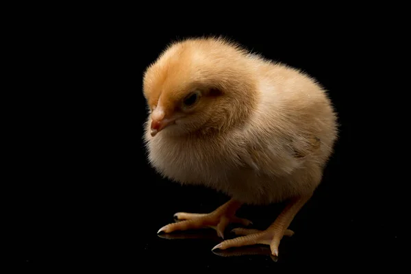 Nyfödd Brun Chick Ayam Kampung Kyckling Rasen Rapporteras Från Indonesien — Stockfoto