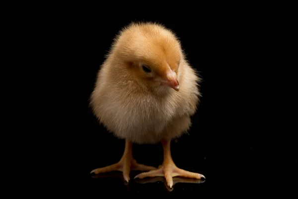 Nyfödd Brun Chick Ayam Kampung Kyckling Rasen Rapporteras Från Indonesien — Stockfoto