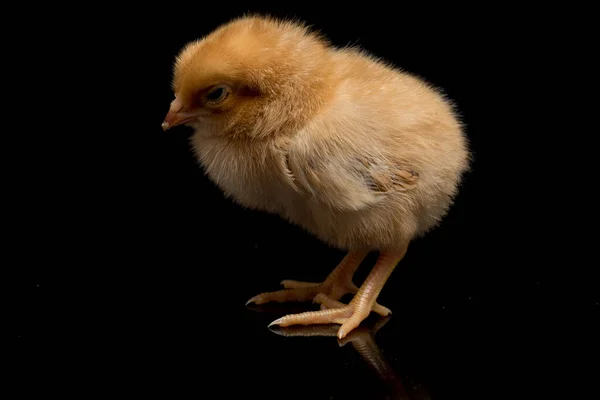 Ένα Νεογέννητο Καφέ Chick Ayam Kampung Είναι Φυλή Κοτόπουλου Που — Φωτογραφία Αρχείου