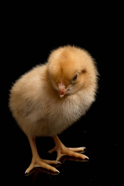 Nyfödd Brun Chick Ayam Kampung Kyckling Rasen Rapporteras Från Indonesien — Stockfoto