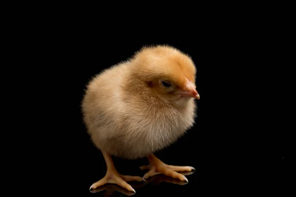 Nyfödd Brun Chick Ayam Kampung Kyckling Rasen Rapporteras Från Indonesien — Stockfoto