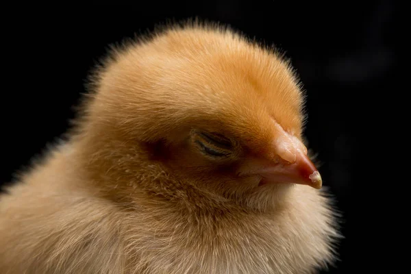 Egy Újszülött Barna Chick Ayam Kampung Csirke Fajta Jelentett Indonéziából — Stock Fotó