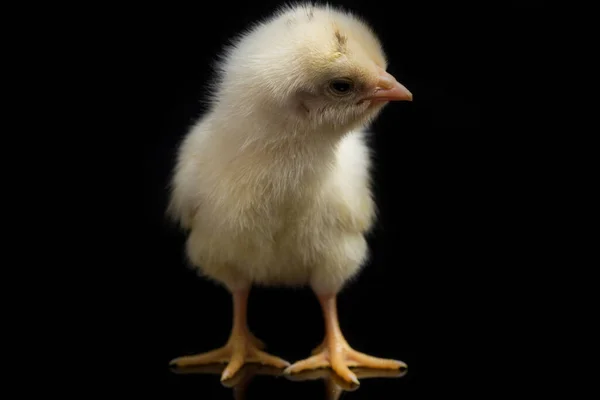 Ein Neugeborenes Küken Ayam Kampung Ist Die Hühnerrasse Die Aus — Stockfoto
