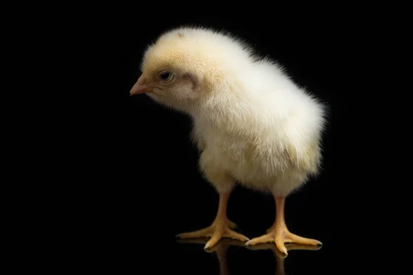 Nyfödd Kyckling Ayam Kampung Kyckling Rasen Rapporteras Från Indonesien Namnet — Stockfoto