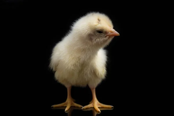 Pintinho Recém Nascido Ayam Kampung Raça Galinha Relatada Indonésia Nome — Fotografia de Stock