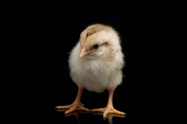 Egy Újszülött Chick Ayam Kampung Csirke Fajta Jelentett Indonéziából Név — Stock Fotó