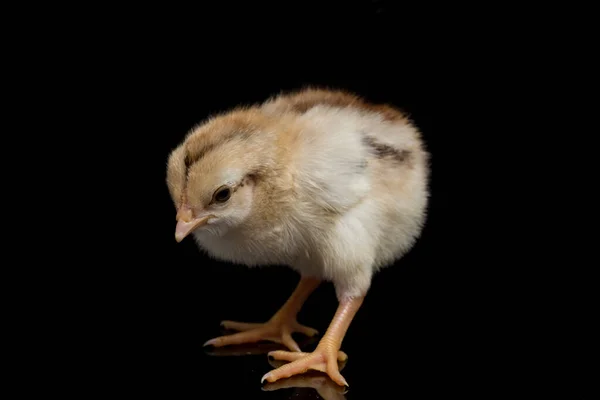新出生的Chick Ayam Kampung是印度尼西亚报道的鸡品种 这个名字的意思是 自由放养的鸡 乡村鸡 在黑色背景上隔离 — 图库照片
